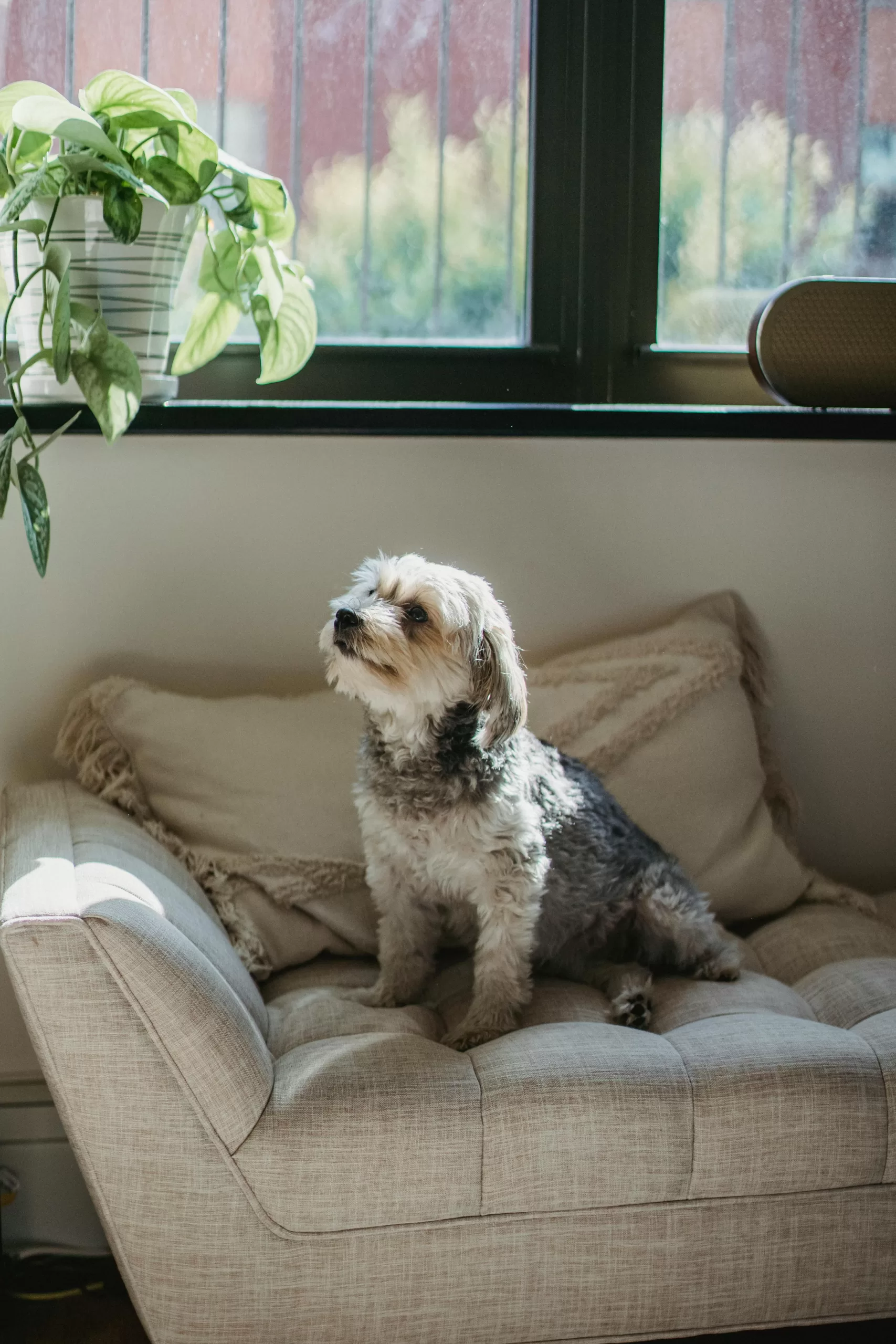 Sofa Cleaning